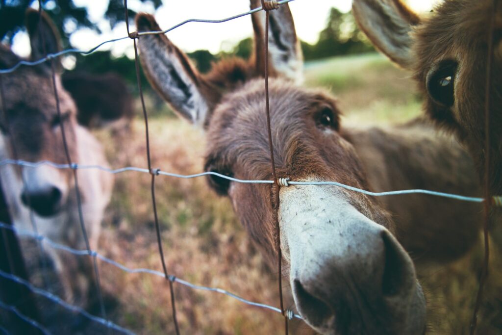 Origem da expressão dar os burros n água HR idiomas