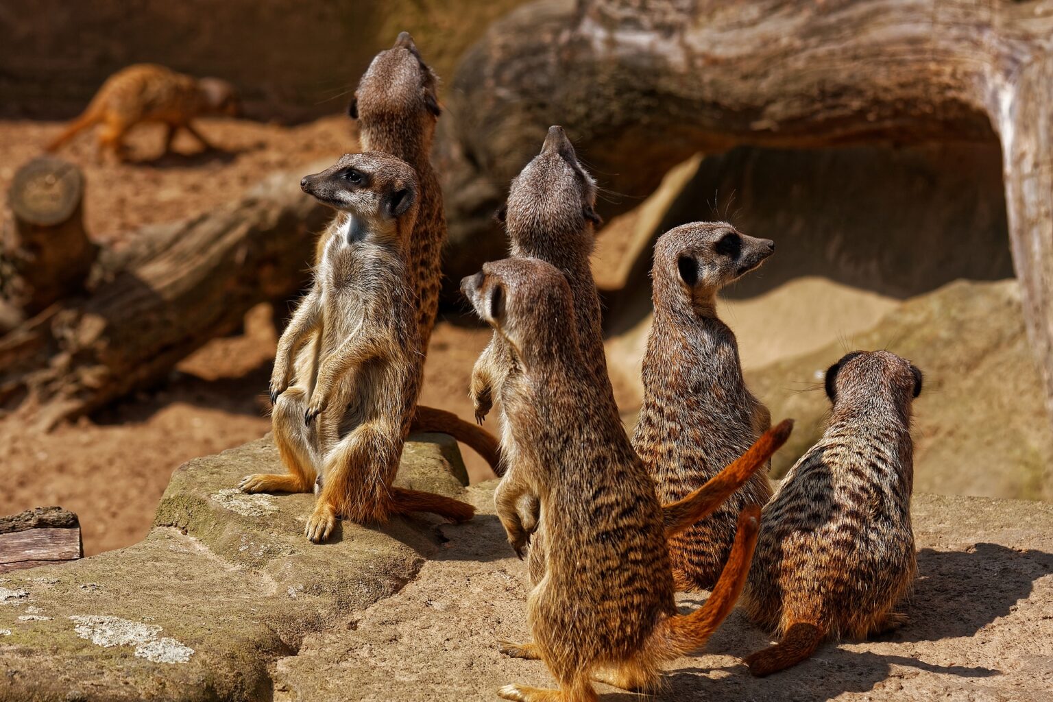 Nomes dos animais em alemão – tente decifrá-los