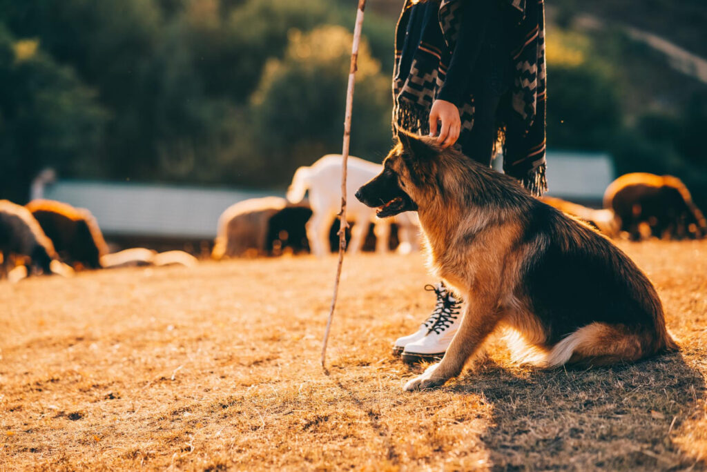 16 expressões com animais em alemão