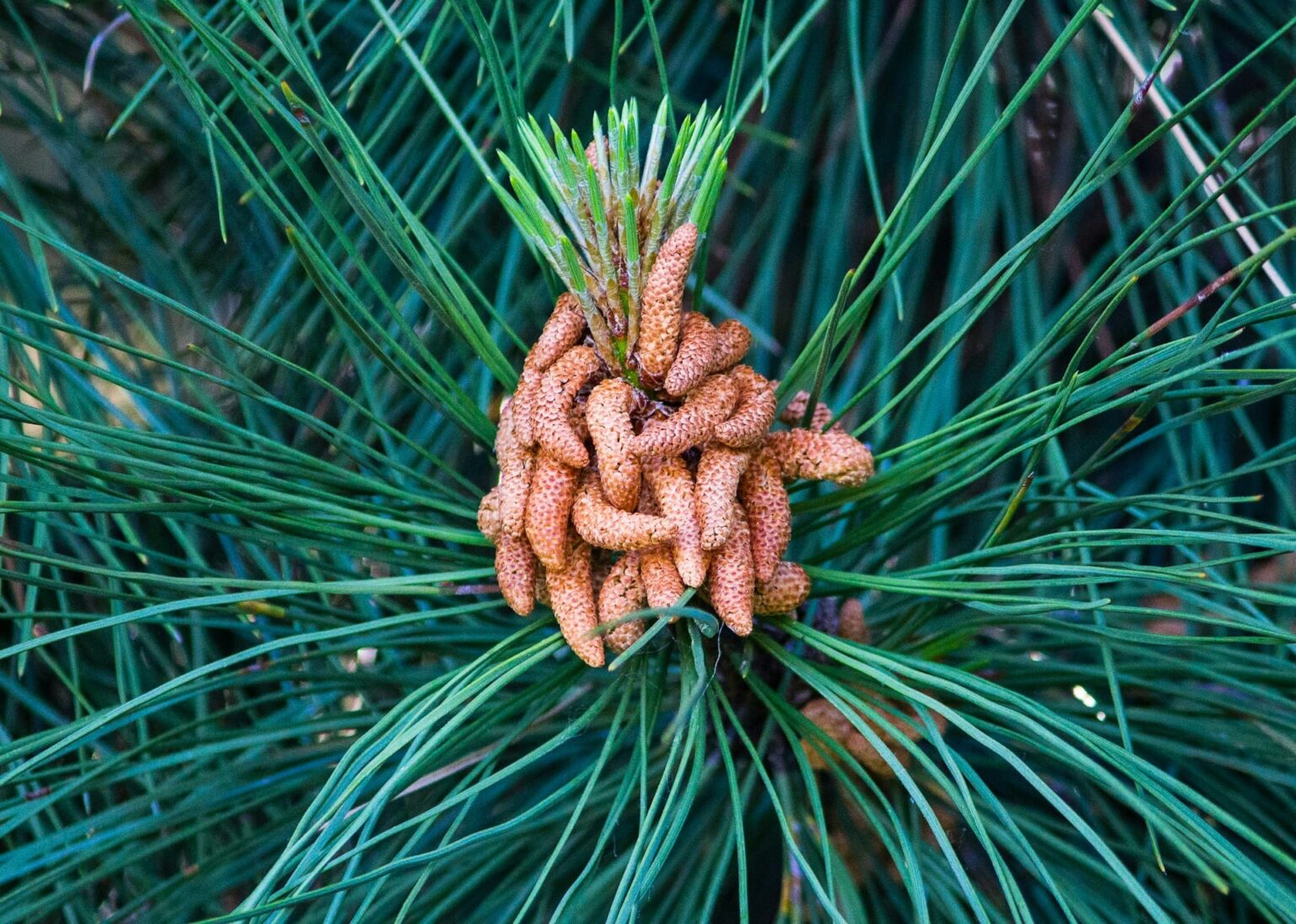 Significado de “plantar un pino” em espanhol