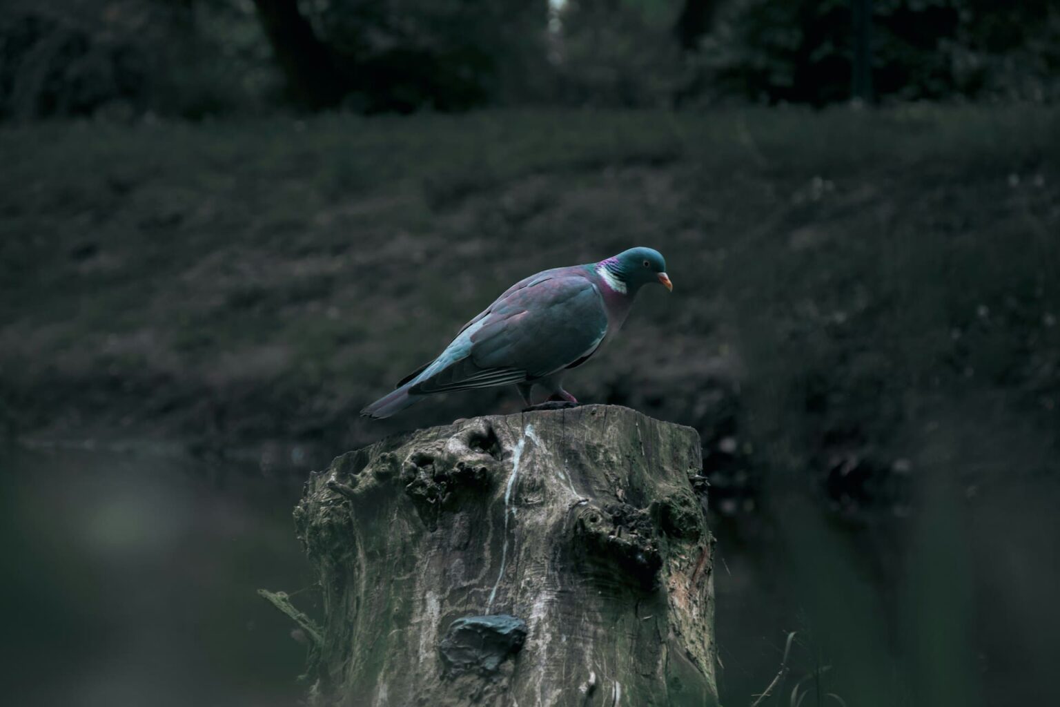 Pombo de pescoço verde e roxo pousado num toco de árvore, com fundo escuro de vegetação