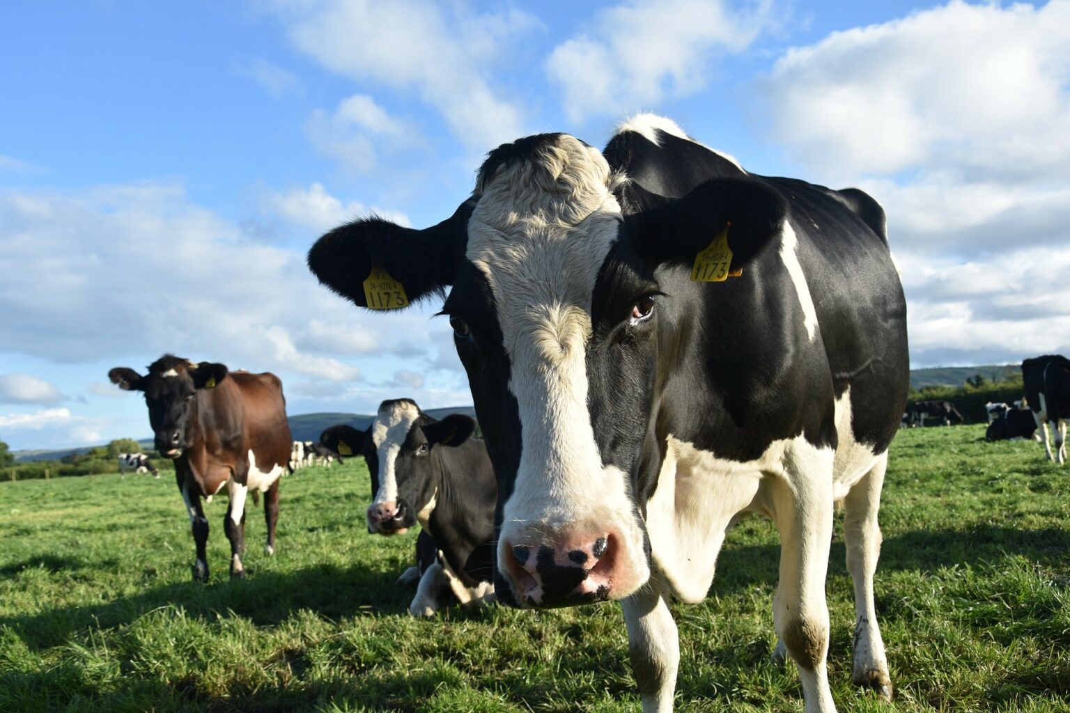 Como usar a palavra “vachement” em francês Vache Vachement