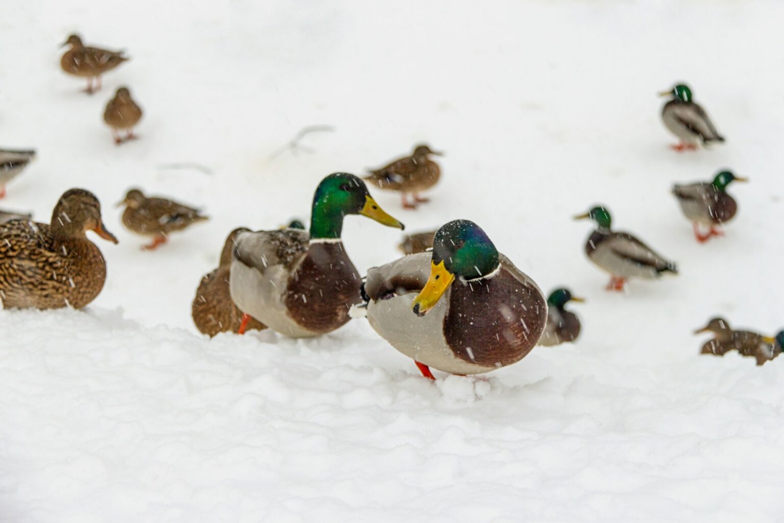 Significado da expressão “un froid de canard”