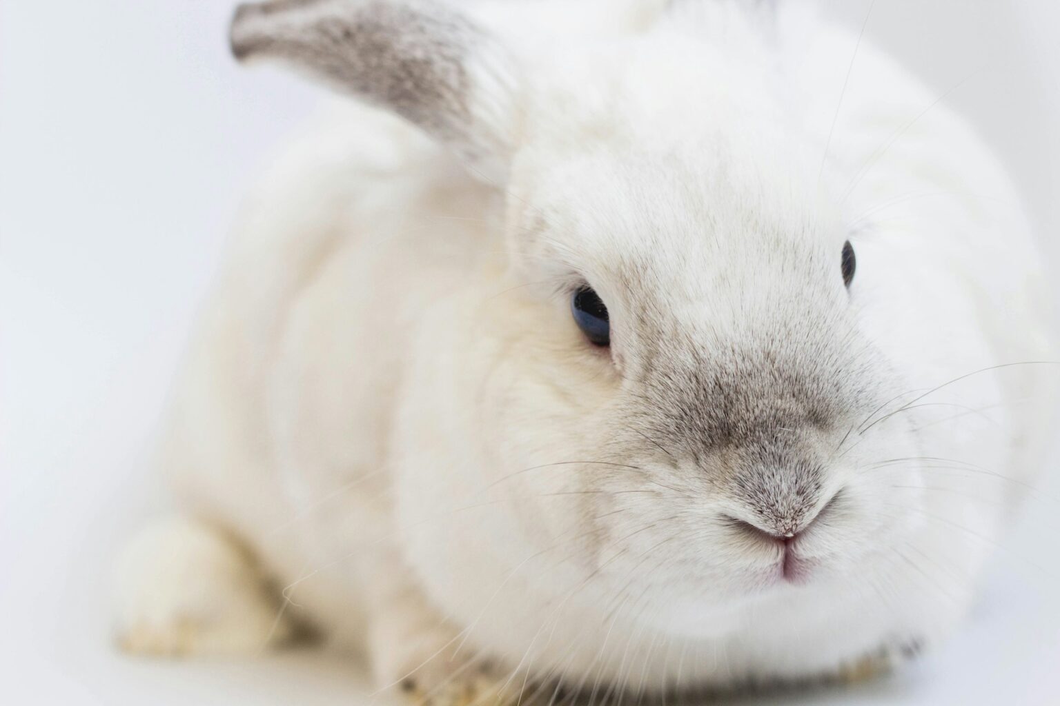 Significado da expressão “poser un lapin”