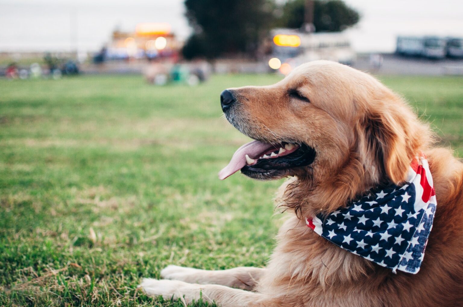 Expressões com “dog” em inglês