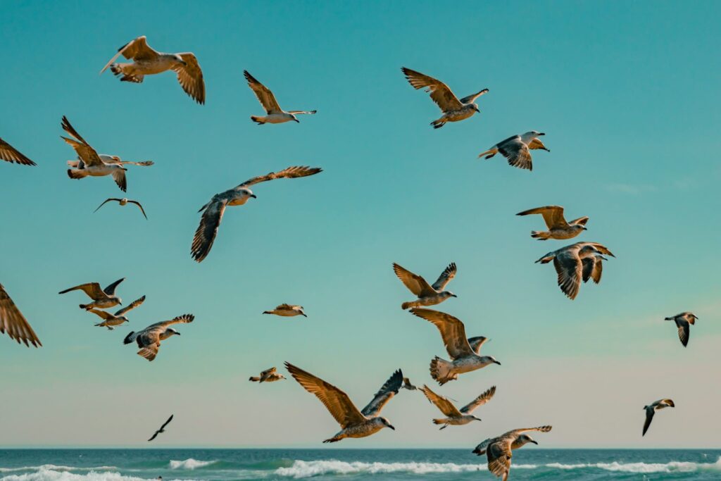 QUANDO USAR MUCH MANY E A LOT OF visual data 8