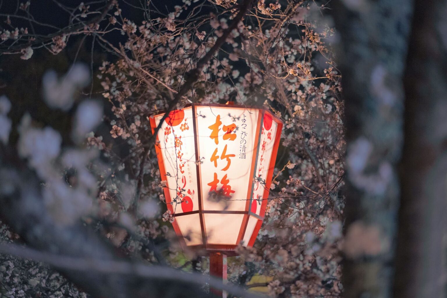 Lanterna de papel acesa com letras japonesas vermelhas, entre galhos de cerejeira em flor à noite