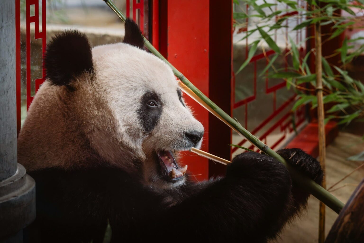 Panda-gigante mordendo um bambu diante de grades vermelhas com desenhos geométricos