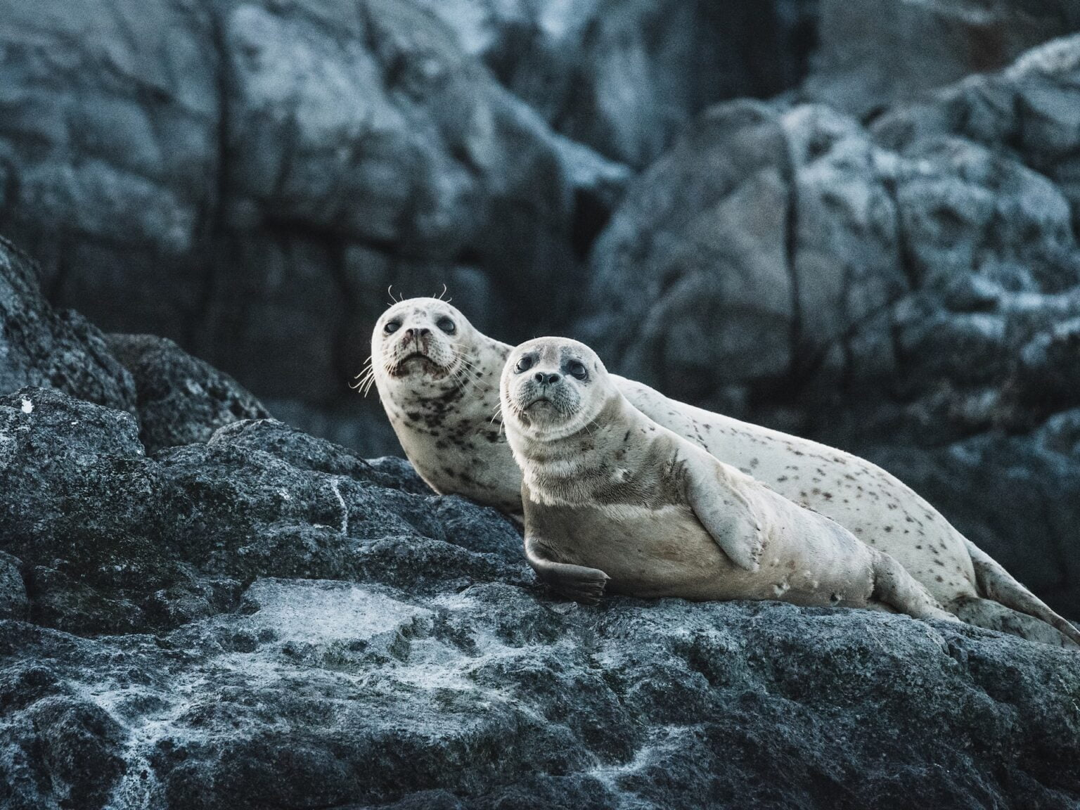Por que jornalista recém-formado é chamado de “foca”?