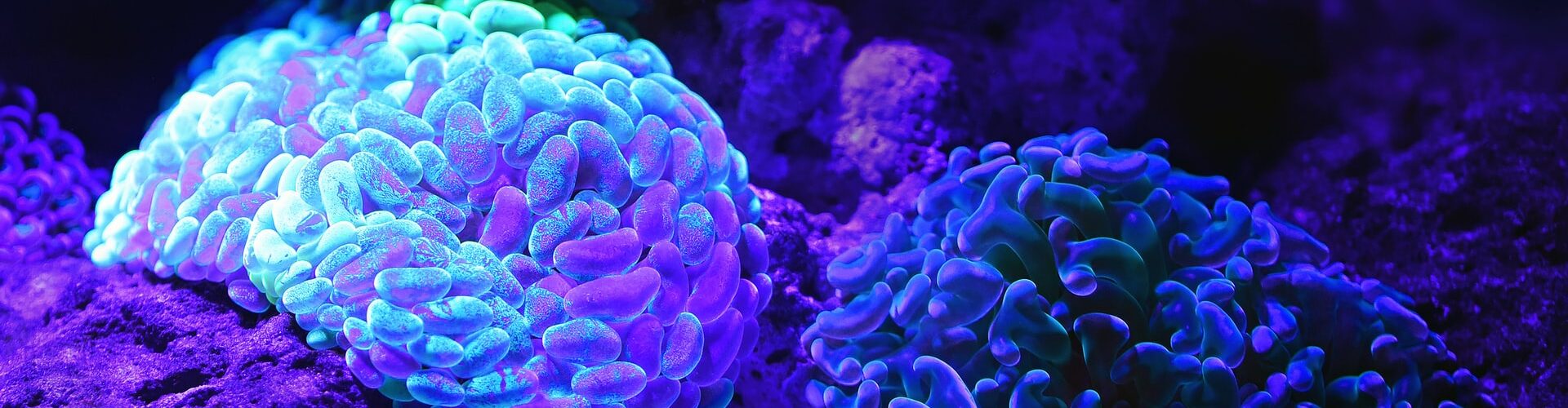 imagem destacada - corais que parecem cérebro