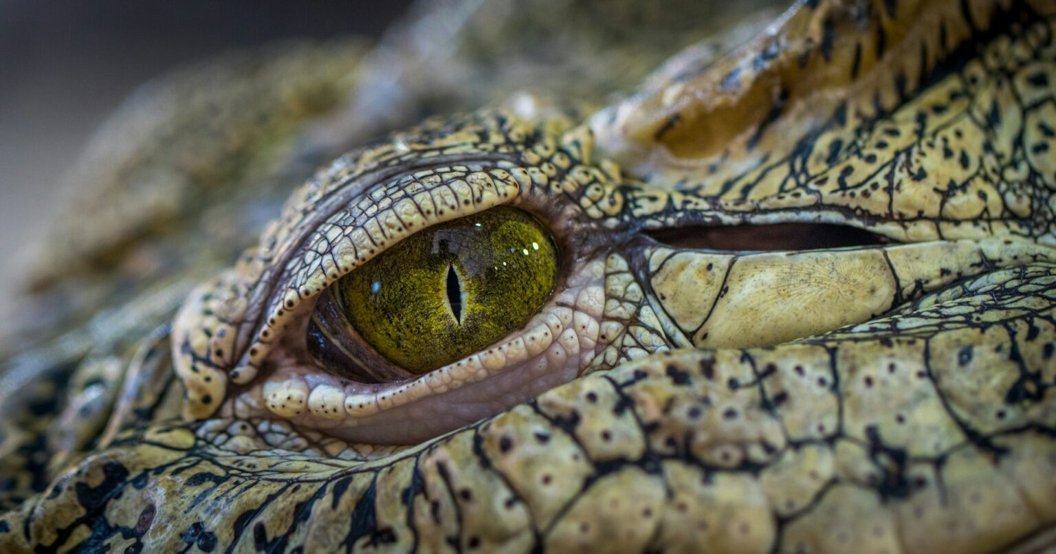 Como surgiu a expressão “lágrimas de crocodilo”?