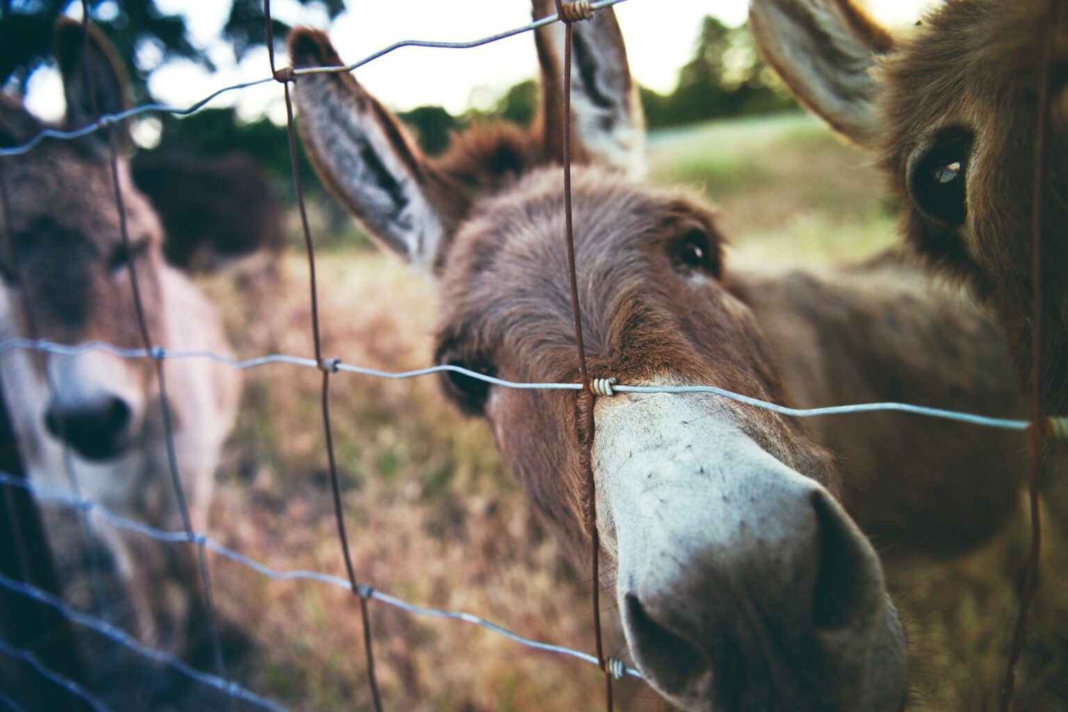 Origem da expressão “dar com os burros n’água”