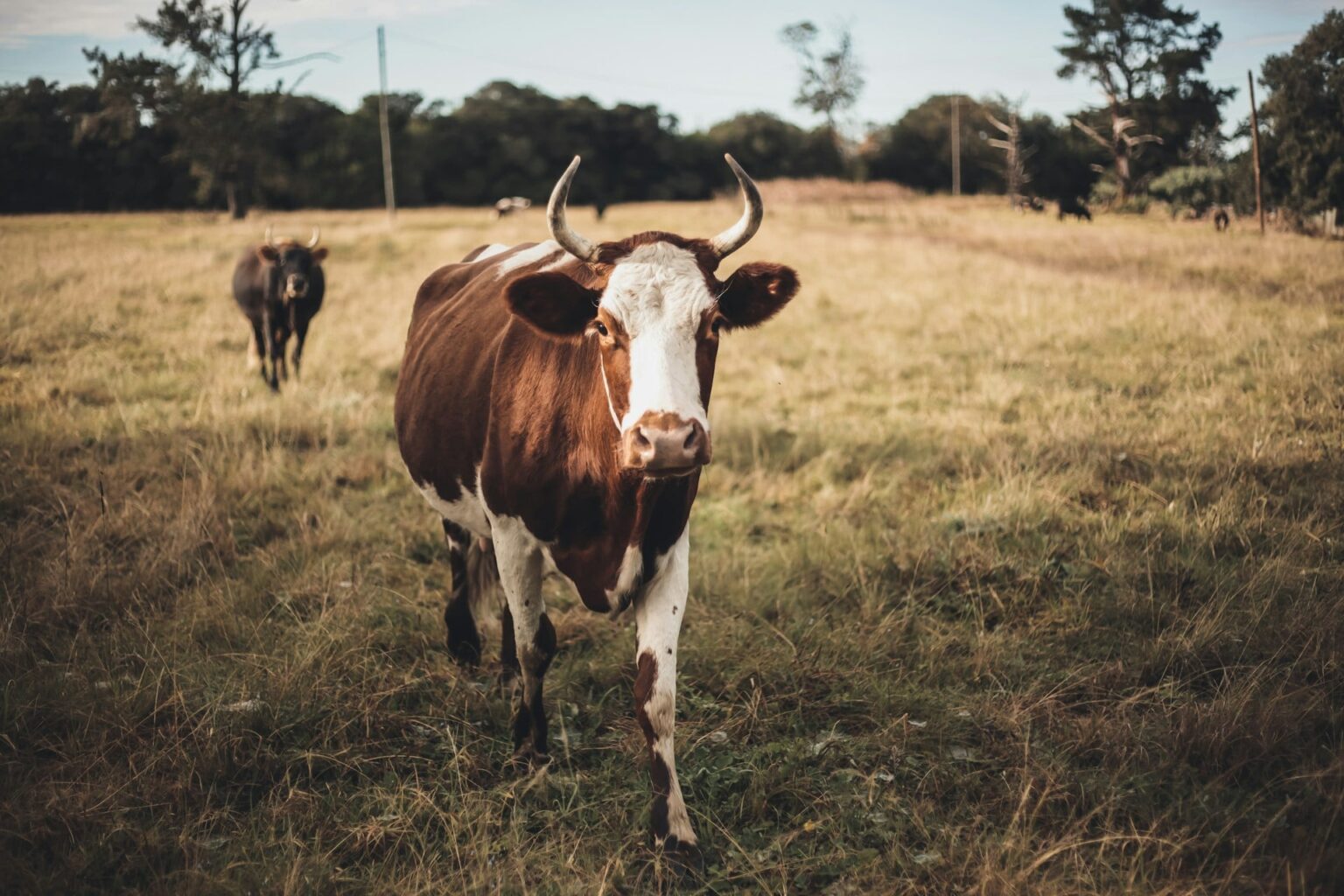 Origem da expressão “nem que a vaca tussa”