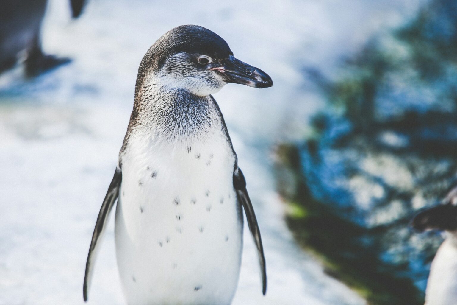 Antártica ou é Antártida? Como chamar o continente gelado