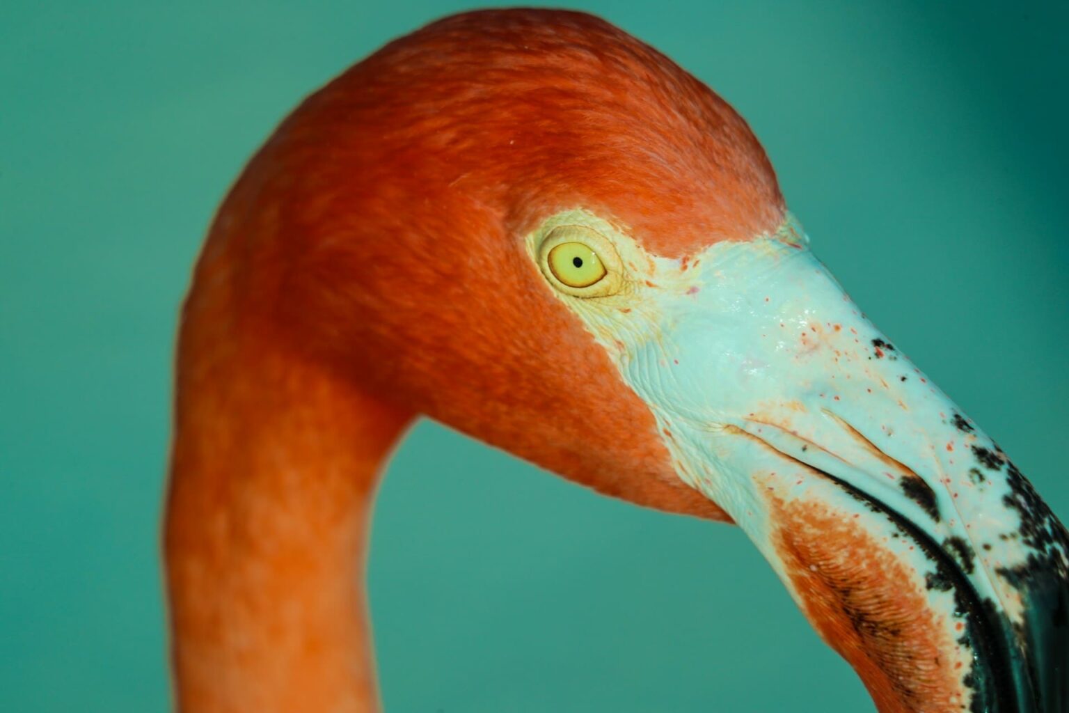 Conheça o Papiamento e prepare-se para sua viagem ao Caribe